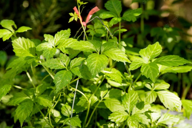 Gynostemma Extract