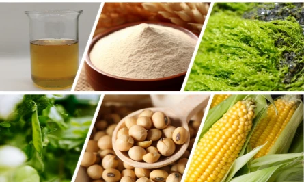 Corn Peptides Powder best